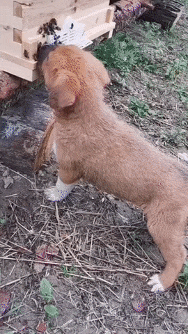 值得看看笑笑的GIF，有趣！