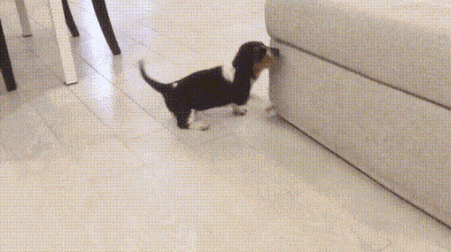 值得看看笑笑的GIF，有趣！