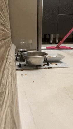 值得看看笑笑的GIF，有趣！