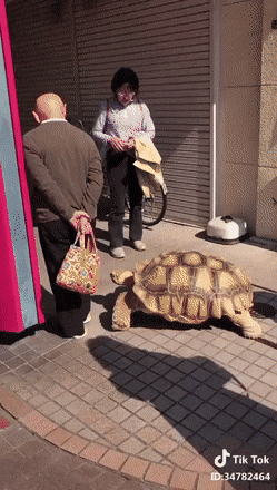 值得看看笑笑的GIF，有趣！