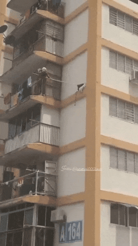 搞笑动图GIF：是你！飞猫警长！