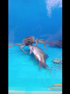 搞笑动图GIF：是你！飞猫警长！