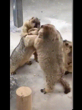 搞笑动图GIF：是你！飞猫警长！