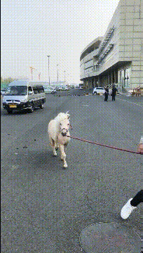 爆笑的GIF动图：你别过来，我妈不让我跟傻子玩