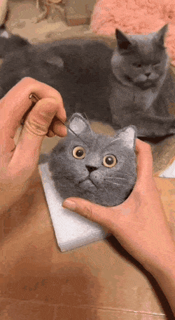 有趣GIF动图：值得看几遍的19张GIF！
