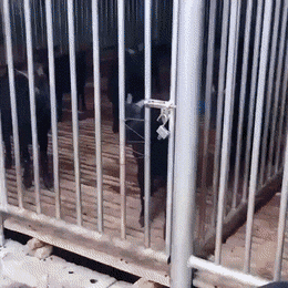 有趣GIF动图：值得看几遍的19张GIF！