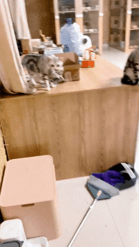 好笑的动态GIF：你们两个在干什么呢？搞事情！