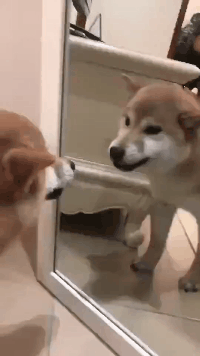 好笑的动态GIF：你们两个在干什么呢？搞事情！