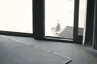 30张有趣的GIF，看看图个开心！