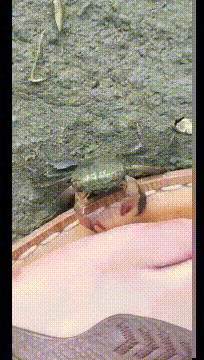 搞笑GIF：东北人的平衡感都这么强的吗？