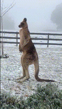 搞笑GIF：东北人的平衡感都这么强的吗？