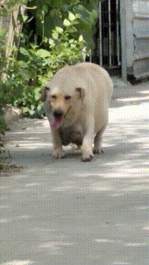 爆笑的GIF：这前台，什么水平？