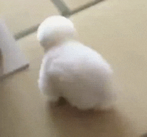 搞笑动图图片：偷情有风险，跳窗很危险！