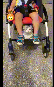 搞笑的GIF：爱情来得太突然