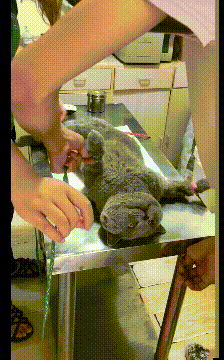 搞笑的GIF：爱情来得太突然