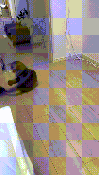 ?爆笑的GIF：冬季的泡沫，真的是一个美丽的世界