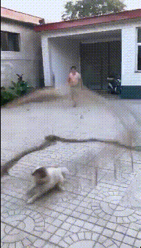 ?爆笑的GIF：冬季的泡沫，真的是一个美丽的世界