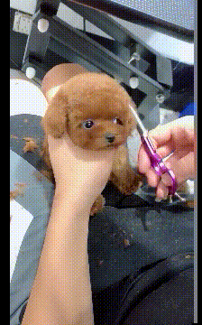 ?爆笑的GIF：冬季的泡沫，真的是一个美丽的世界