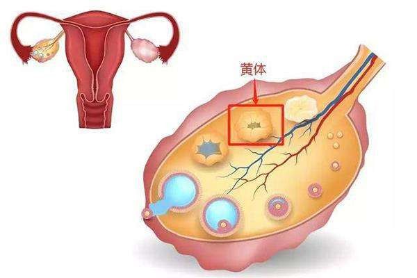 女大学生下腹剧痛求医发现黄体破裂医生无知的男友力太可怕了