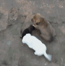 搞笑动图GIF：这猫猫也是醉了，真无辜！