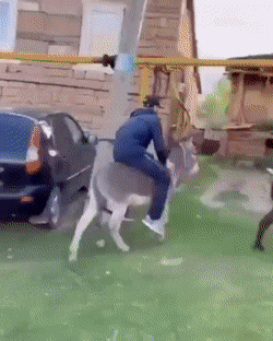 搞笑动图GIF：这猫猫也是醉了，真无辜！