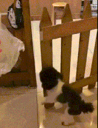 搞笑动图GIF：这猫猫也是醉了，真无辜！