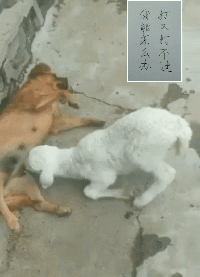 搞笑GIF动图:不对劲,你不对劲