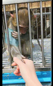 搞笑的GIF:自从姐姐毕业以来,我家红薯受尽了苦难