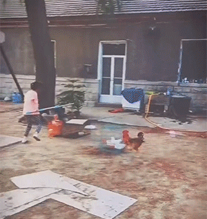 搞笑的GIF:自从姐姐毕业以来,我家红薯受尽了苦难