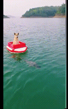 好笑的GIF：螳臂挡车实景再现！