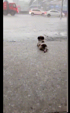 好笑的GIF：螳臂挡车实景再现！
