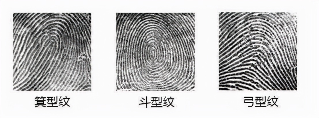 箕代贫斗寓富断掌的智慧高中科院最新研究揭开指纹基因奥秘