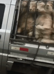 爆笑的GIF：妹子今天要去见男友吗？要一起白头！