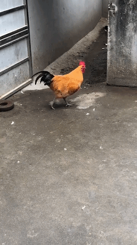 爆笑的GIF：妹子今天要去见男友吗？要一起白头！