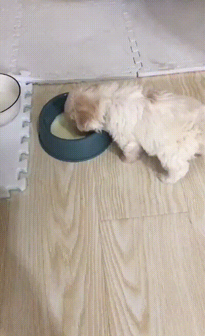爆笑的GIF动图：地面结冰，下台阶要注意啊！