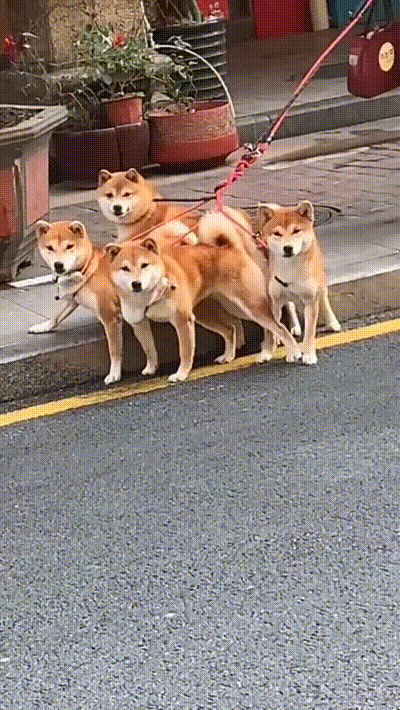 爆笑的GIF动图：地面结冰，下台阶要注意啊！