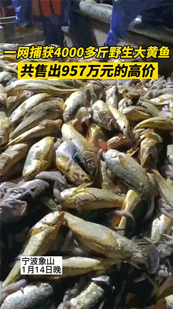 爆笑动态图：千万不要被狗子的假动作给骗了！