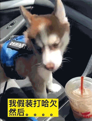 爆笑动态图：千万不要被狗子的假动作给骗了！