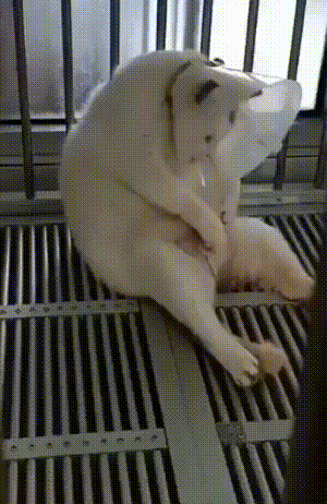 经典GIF：菜的价格，有多少是买保险用的？