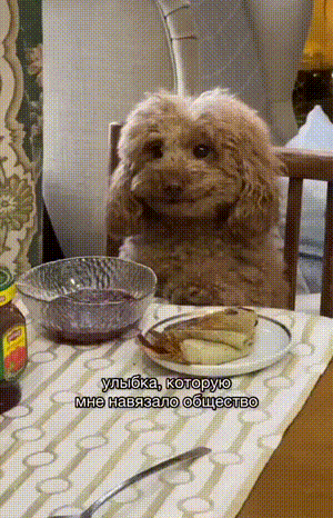 搞笑的GIF：面向社会的礼貌性微笑！