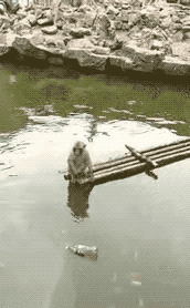 搞笑的GIF：面向社会的礼貌性微笑！
