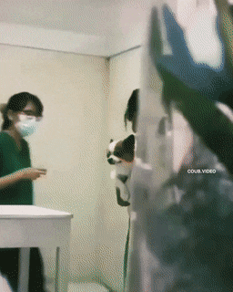 搞笑GIF：动物的迷惑行为动图大全