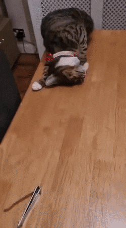 搞笑GIF：动物的迷惑行为动图大全