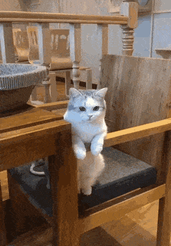 搞笑GIF：动物的迷惑行为动图大全
