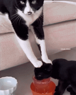 搞笑GIF：动物的迷惑行为动图大全