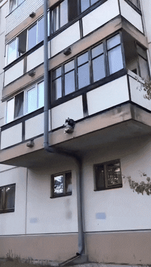 搞笑GIF：动物的迷惑行为动图大全