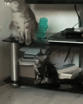 搞笑GIF：动物的迷惑行为动图大全