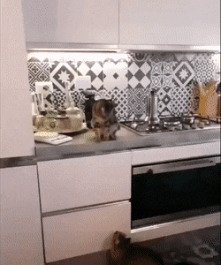 搞笑GIF：动物的迷惑行为动图大全
