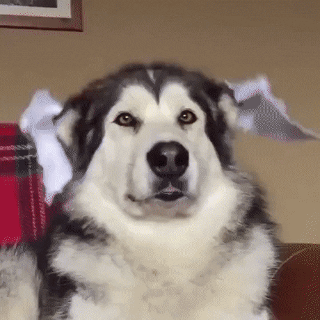 搞笑GIF：动物的迷惑行为动图大全