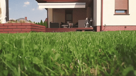 搞笑GIF：动物的迷惑行为动图大全